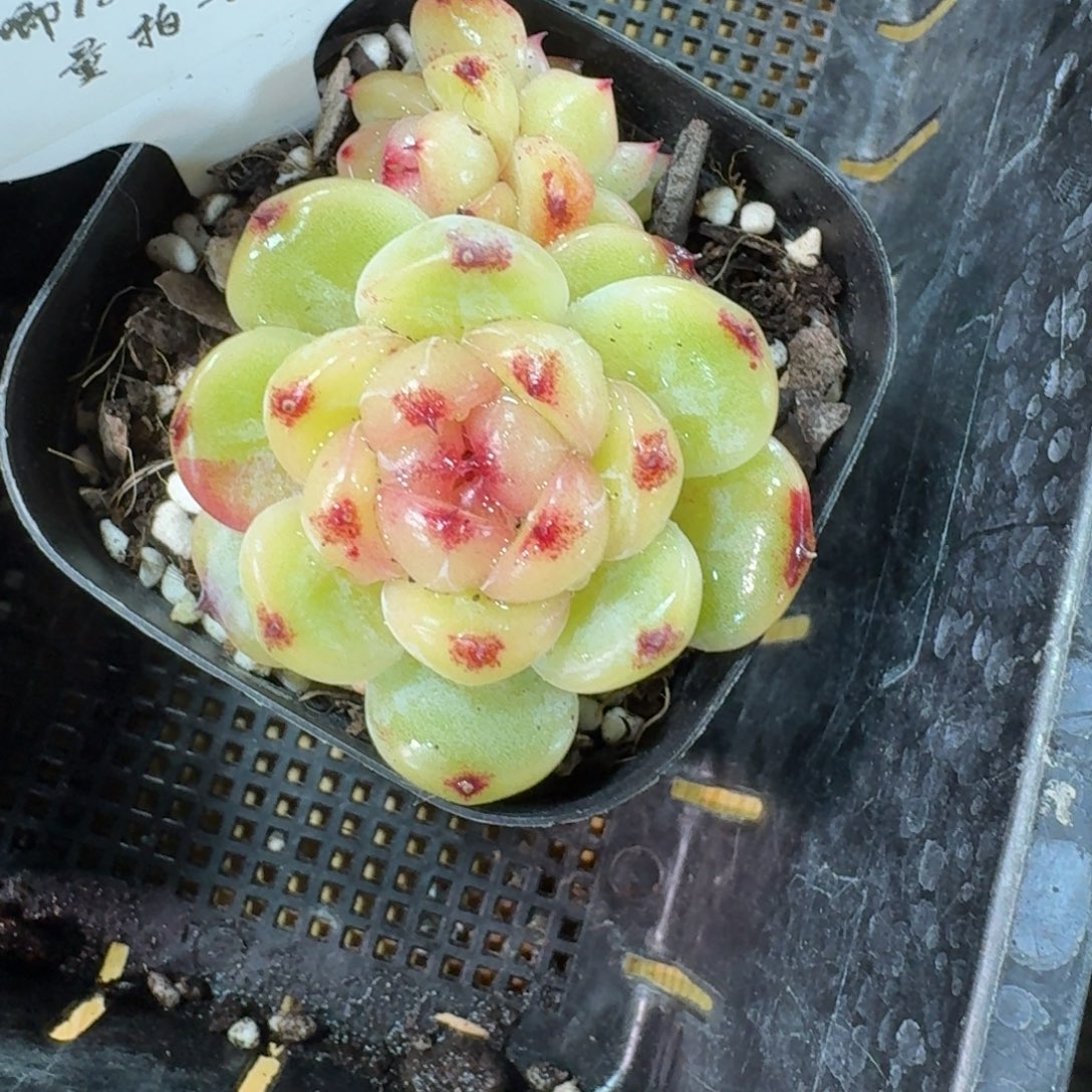 一***鹿1207-118-实生一颗