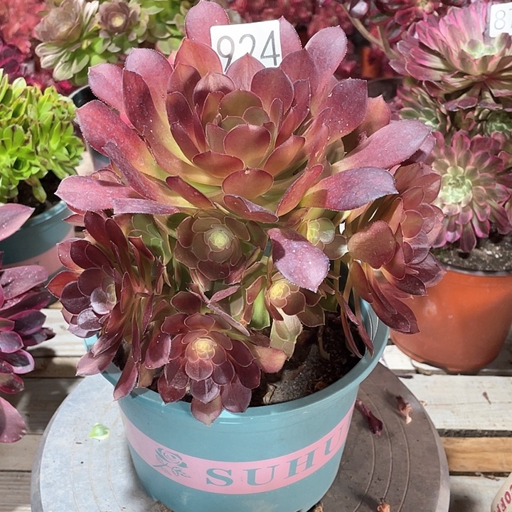 924荷兰玫瑰 冠幅20+