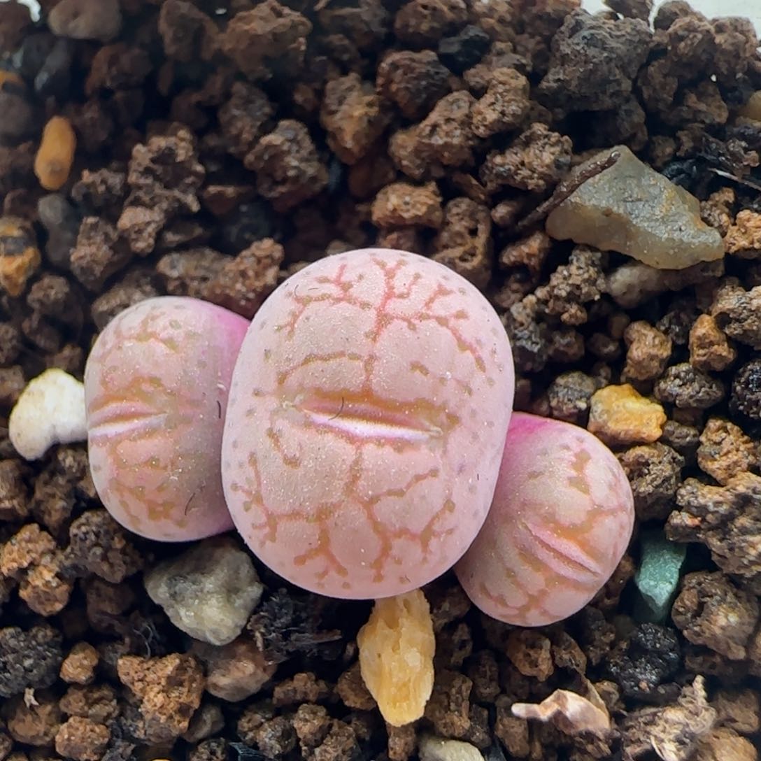 2.7.16/猴杂/多肉植物