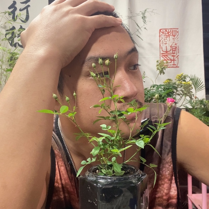 以实际为准盆景盆栽绿植95