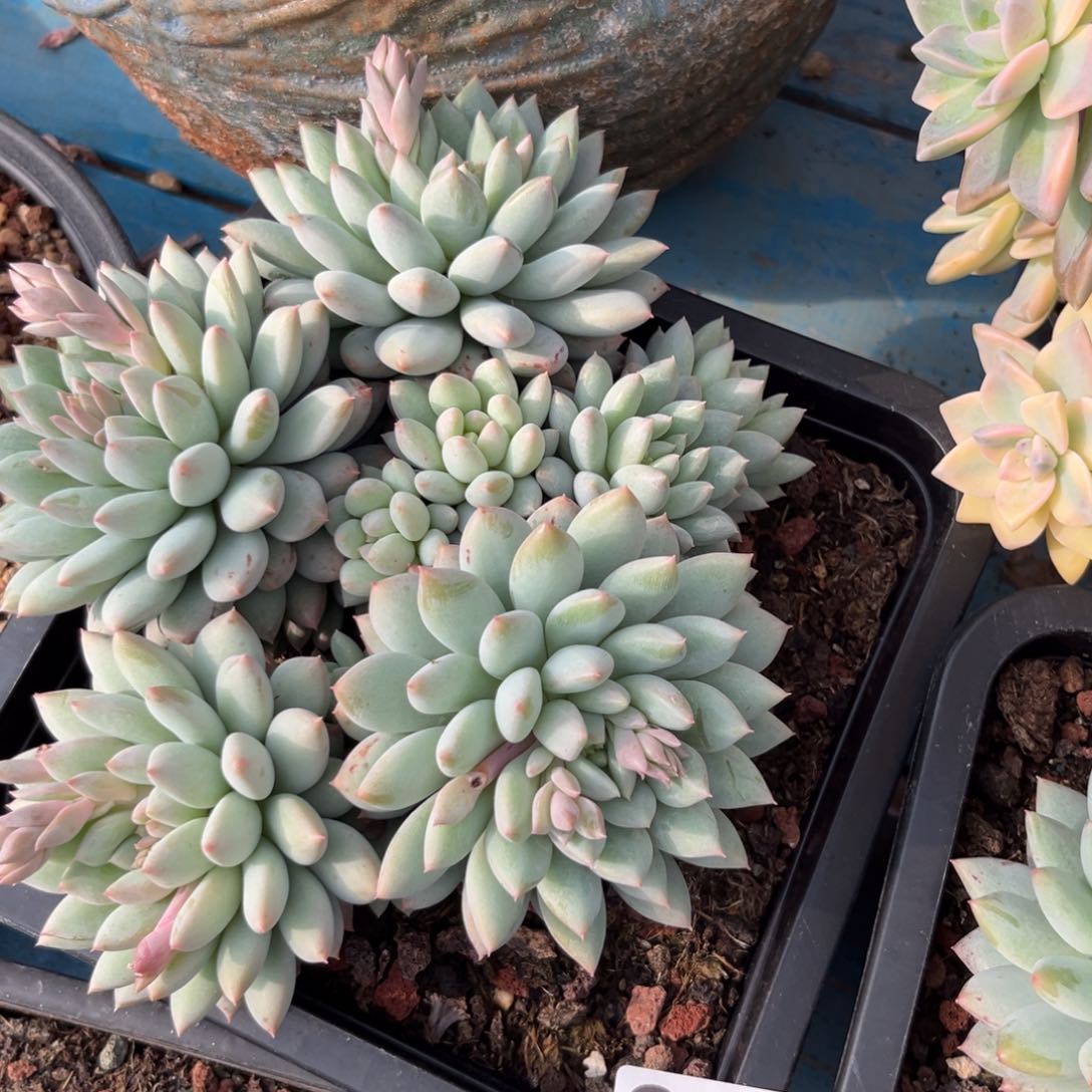 明珠多肉植物十棵量拍398