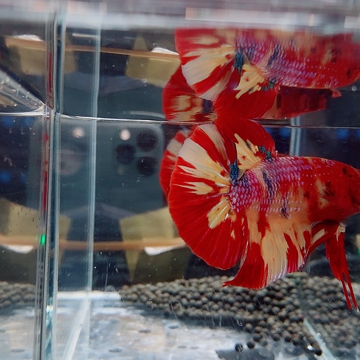 斗鱼黑128号巨斗将军