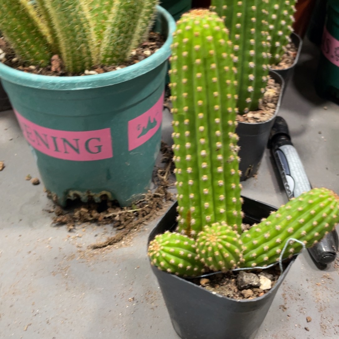 进口金妞金4自根一物一拍9