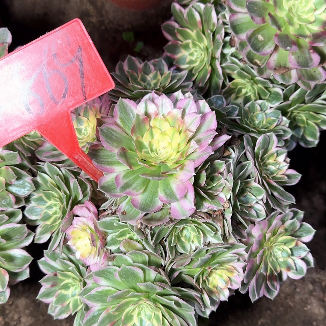 4-869海王多肉法师