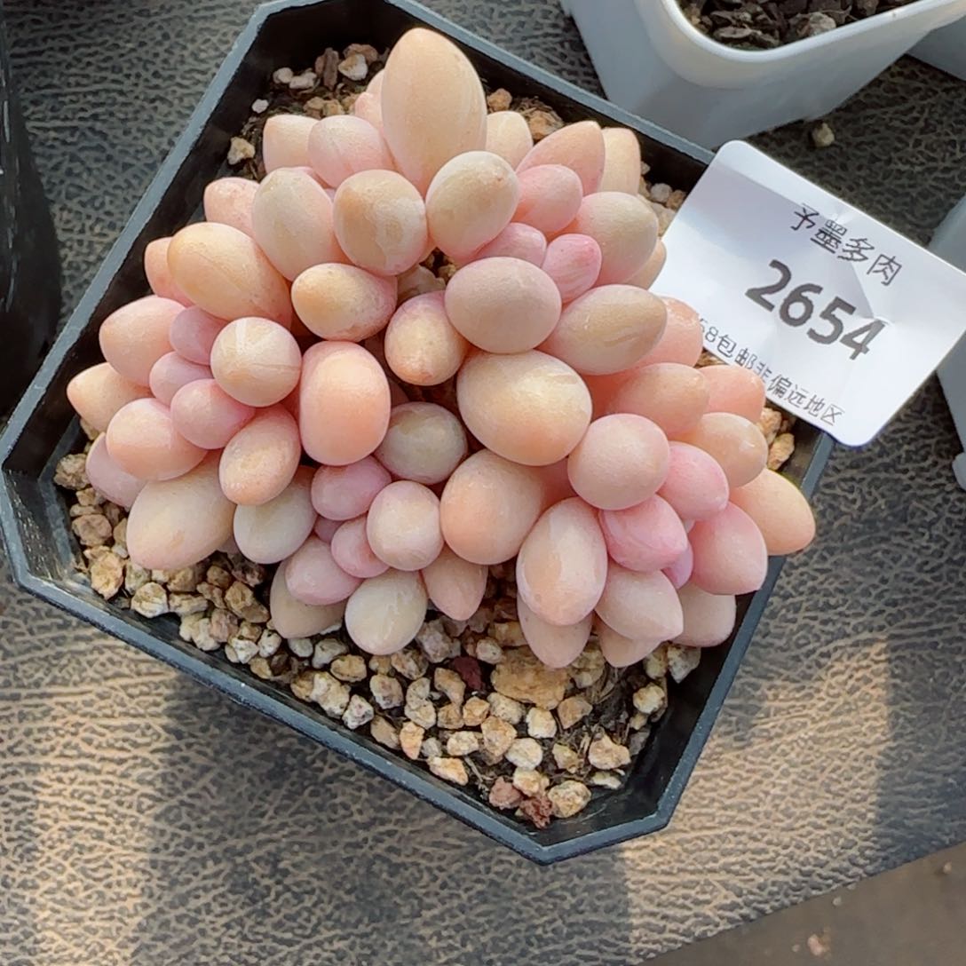 汤圆无砍，2654多肉