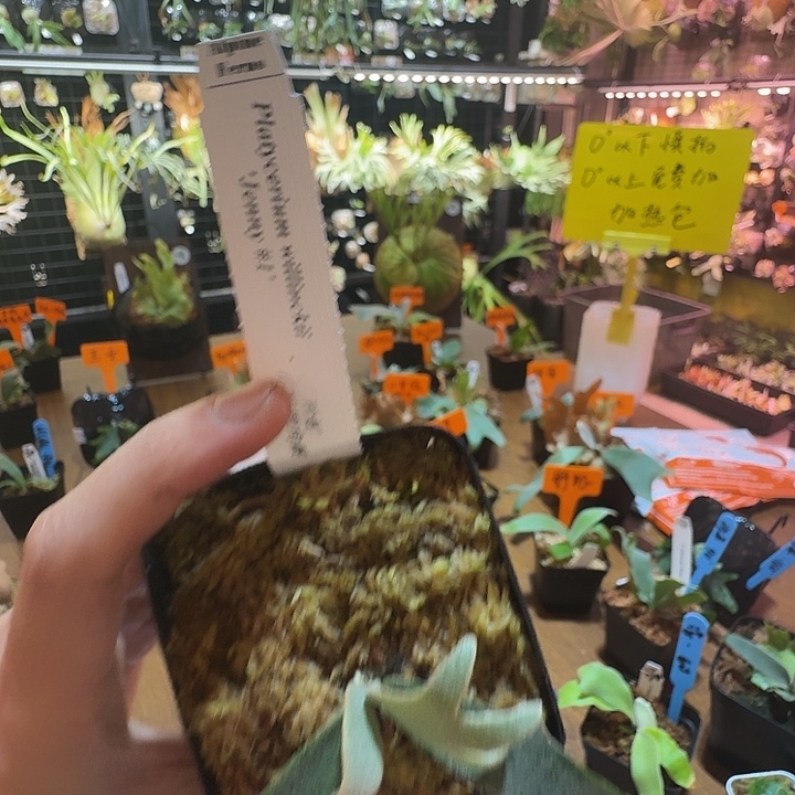 无花朵鹿野直播间竞拍珍妮