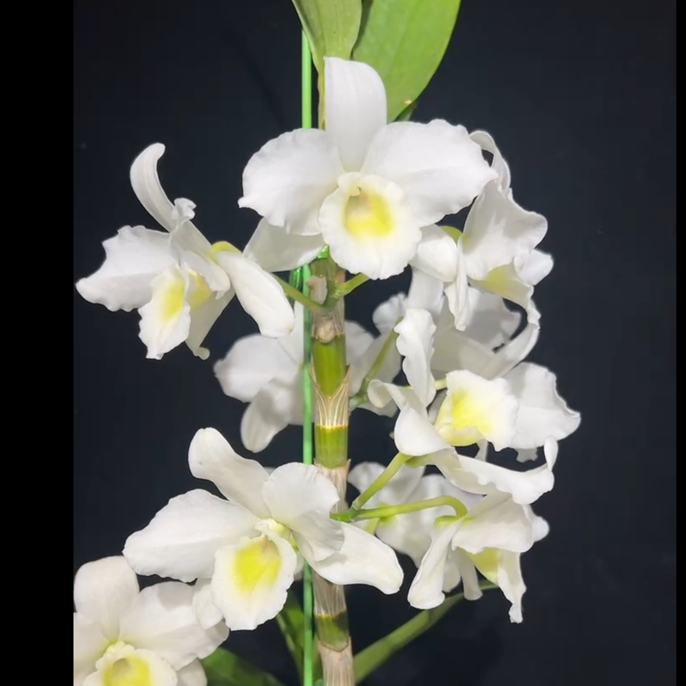 春石斛兰花 索纳朵 爆花易养白花黄心