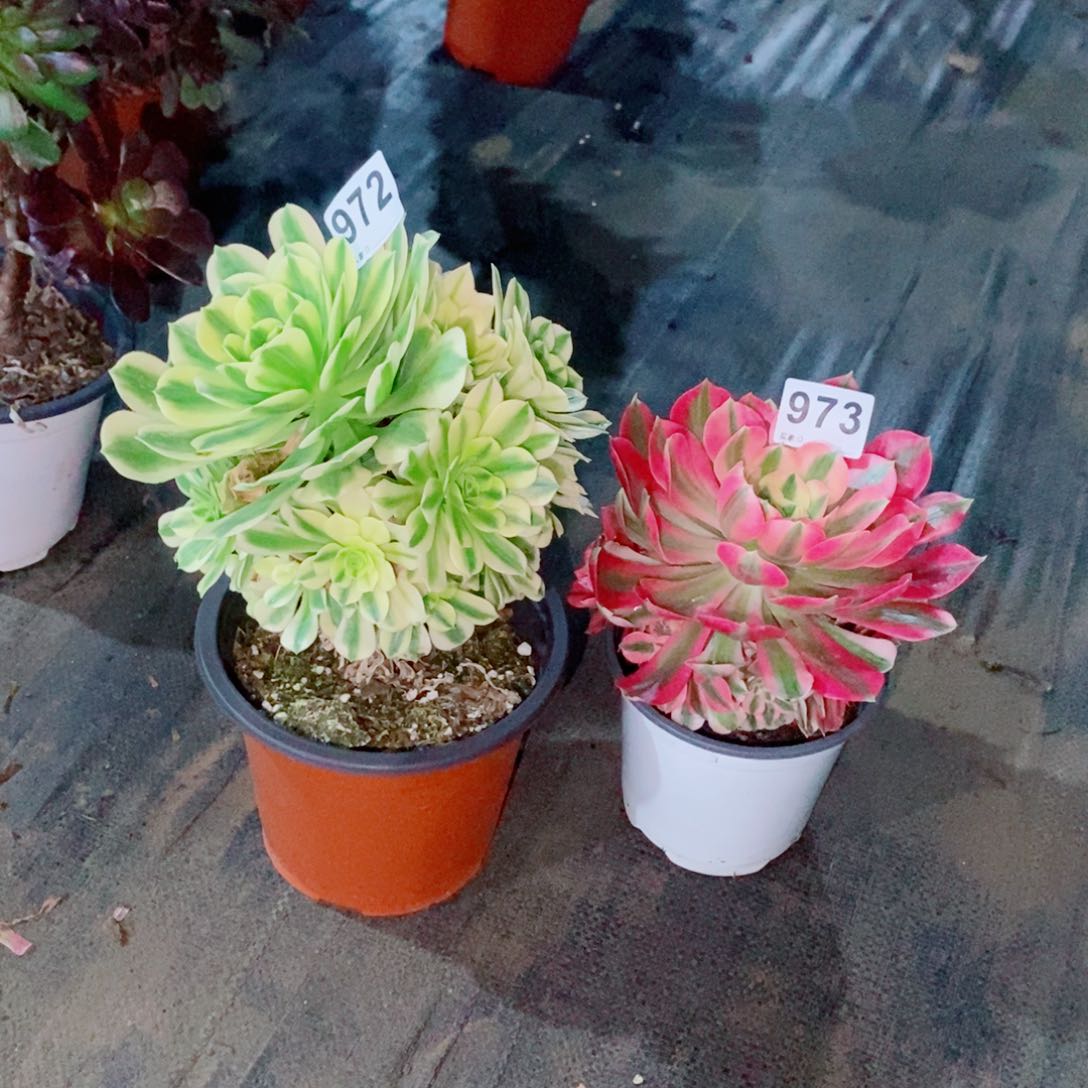 A****房组合972973多肉1111