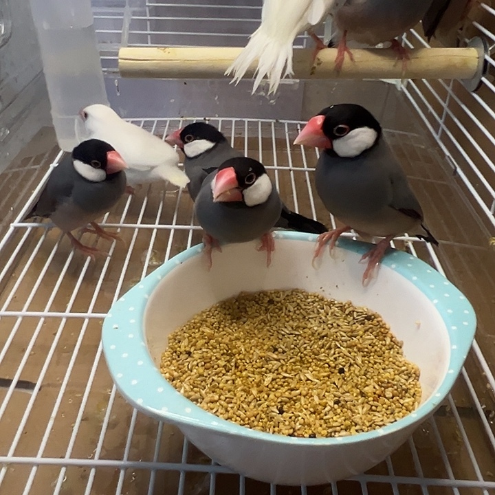 9***r文鸟精品文鸟两对一对灰一对白包邮包活