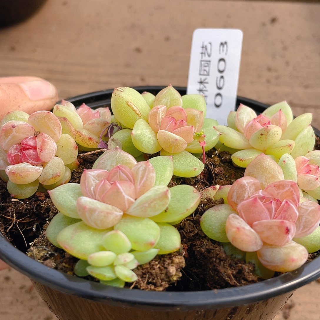 量拍多肉植物多肉植物603