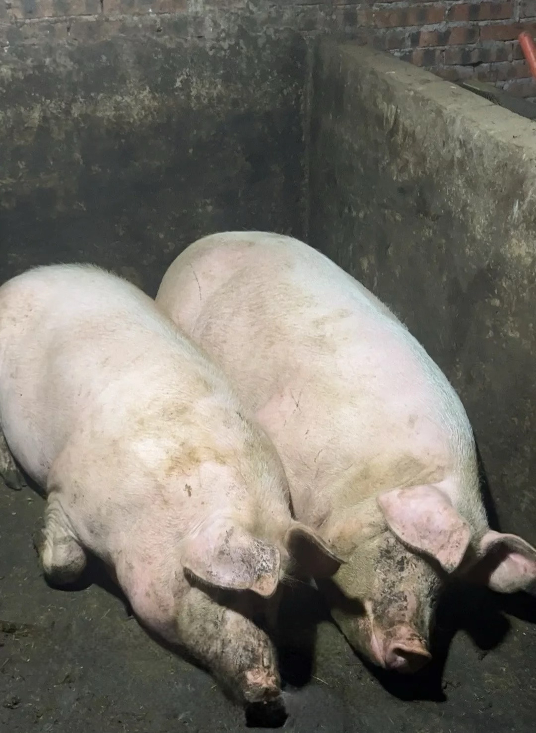  正宗贵州农村熟食土猪肉