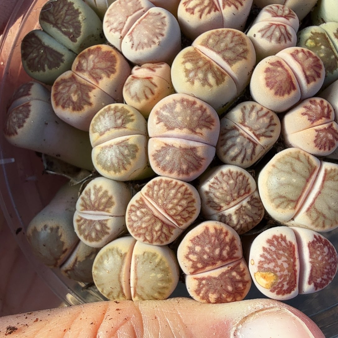 我想吃东西我自己619好