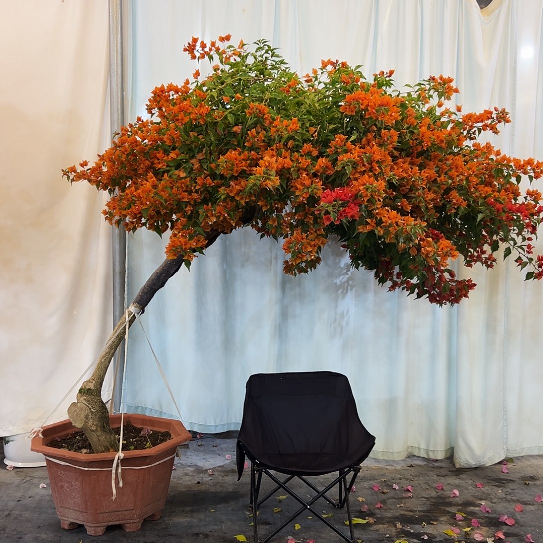 布***特完全开放三222222222