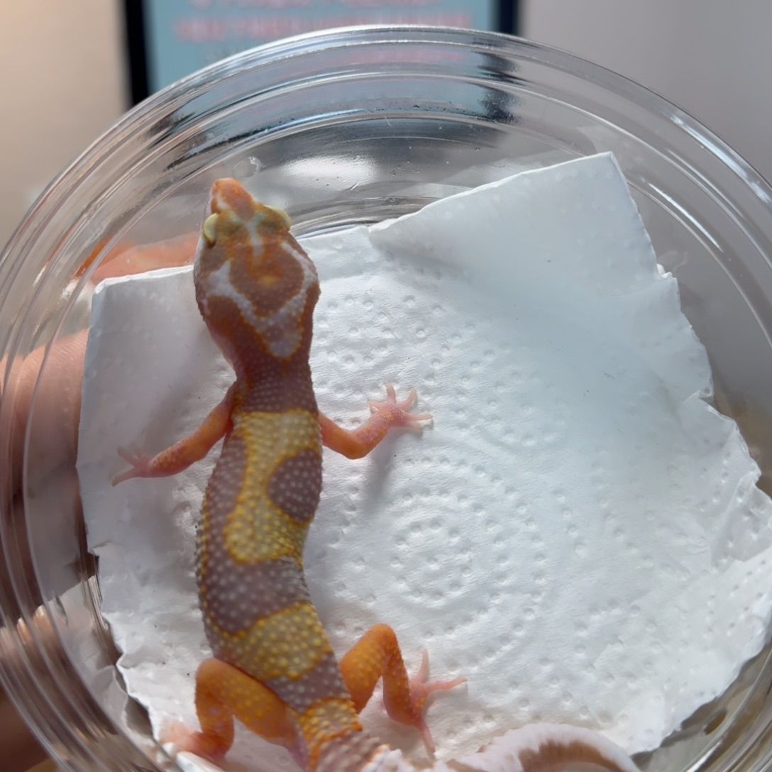 豹纹守宫白黄川普妹妹