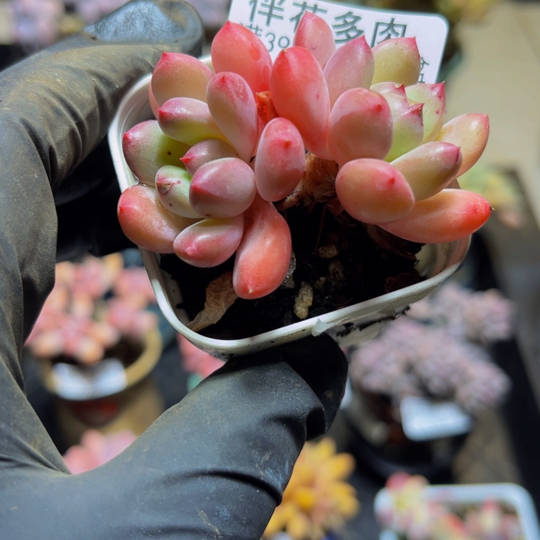 384丽芙美人6厘米多肉