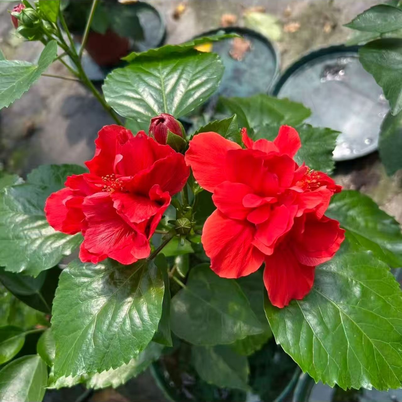 福利款4号重瓣大花富贵红木槿花，15厘米盆径四季开花好养活