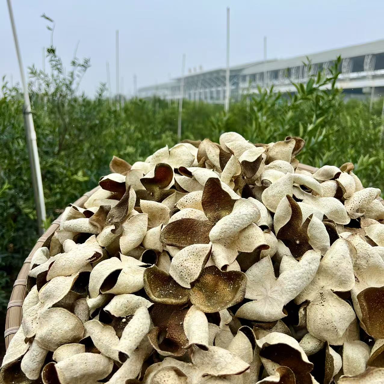 【稀缺冬青】2023年梅江塞口围原枝冬青皮~梅子香~薄荷凉、清糯润甜