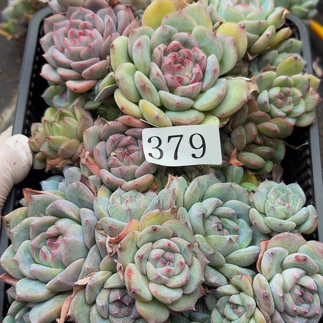 多肉植物多肉植物379