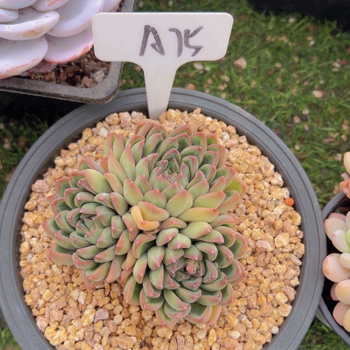 健健康康平平安安