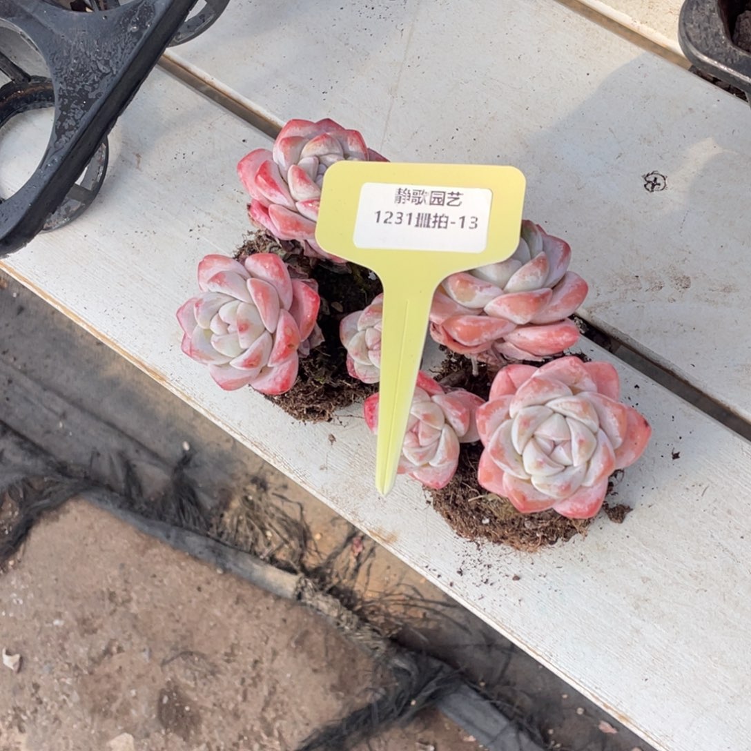 1231-13-樱花冰玉高桩一颗