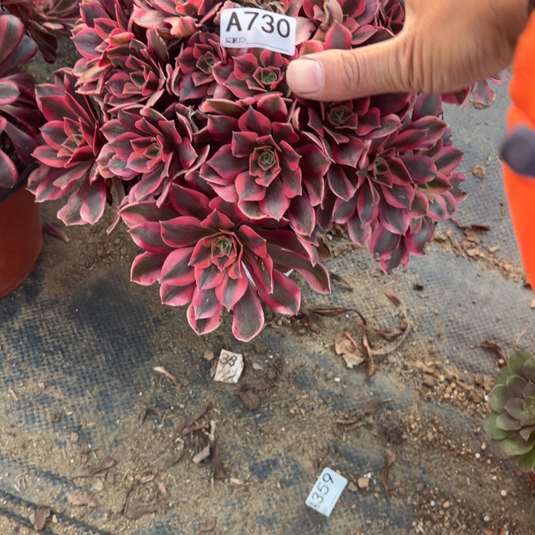 730女妖多肉植物多肉