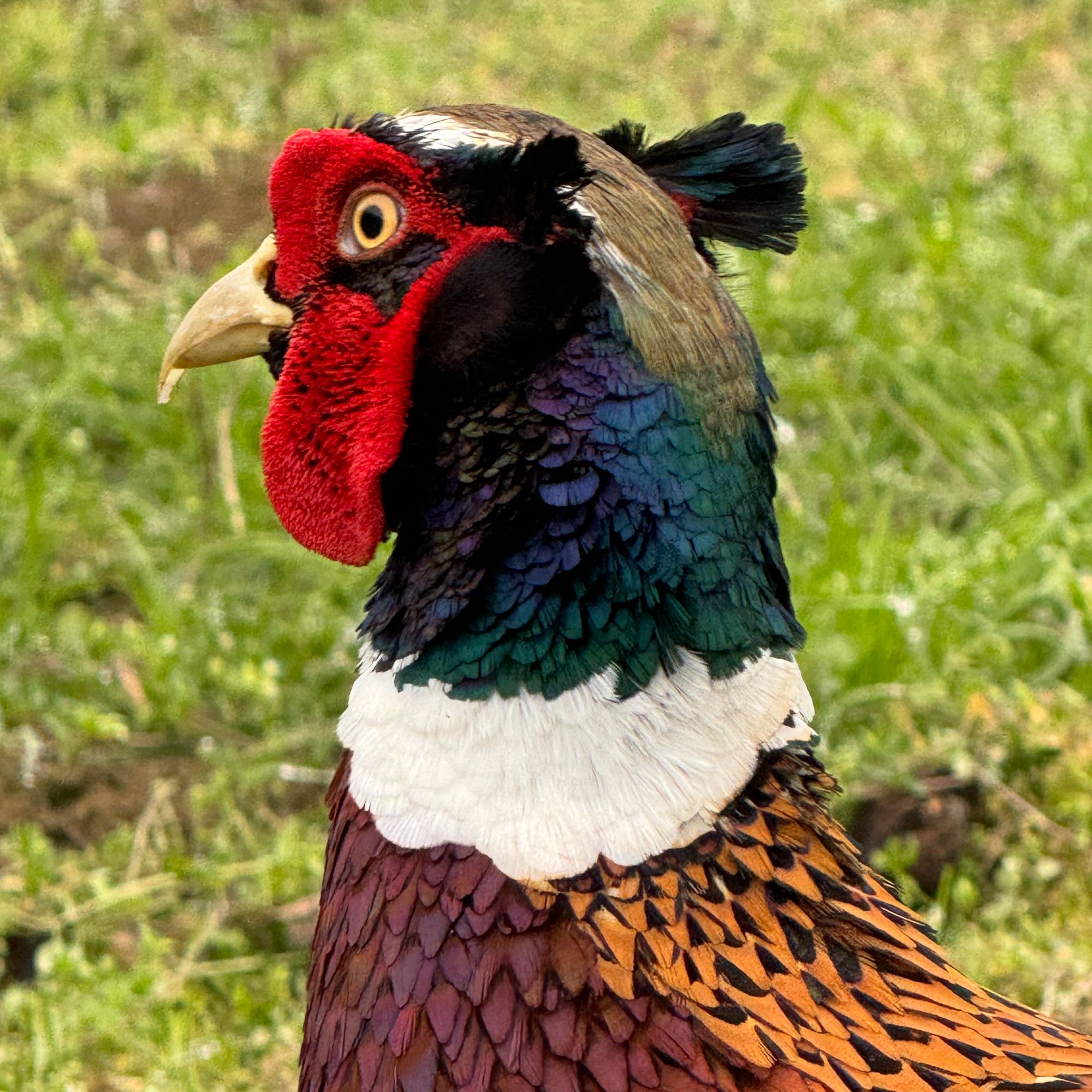 （幺鸡哥）七彩山鸡宠物鸡活体