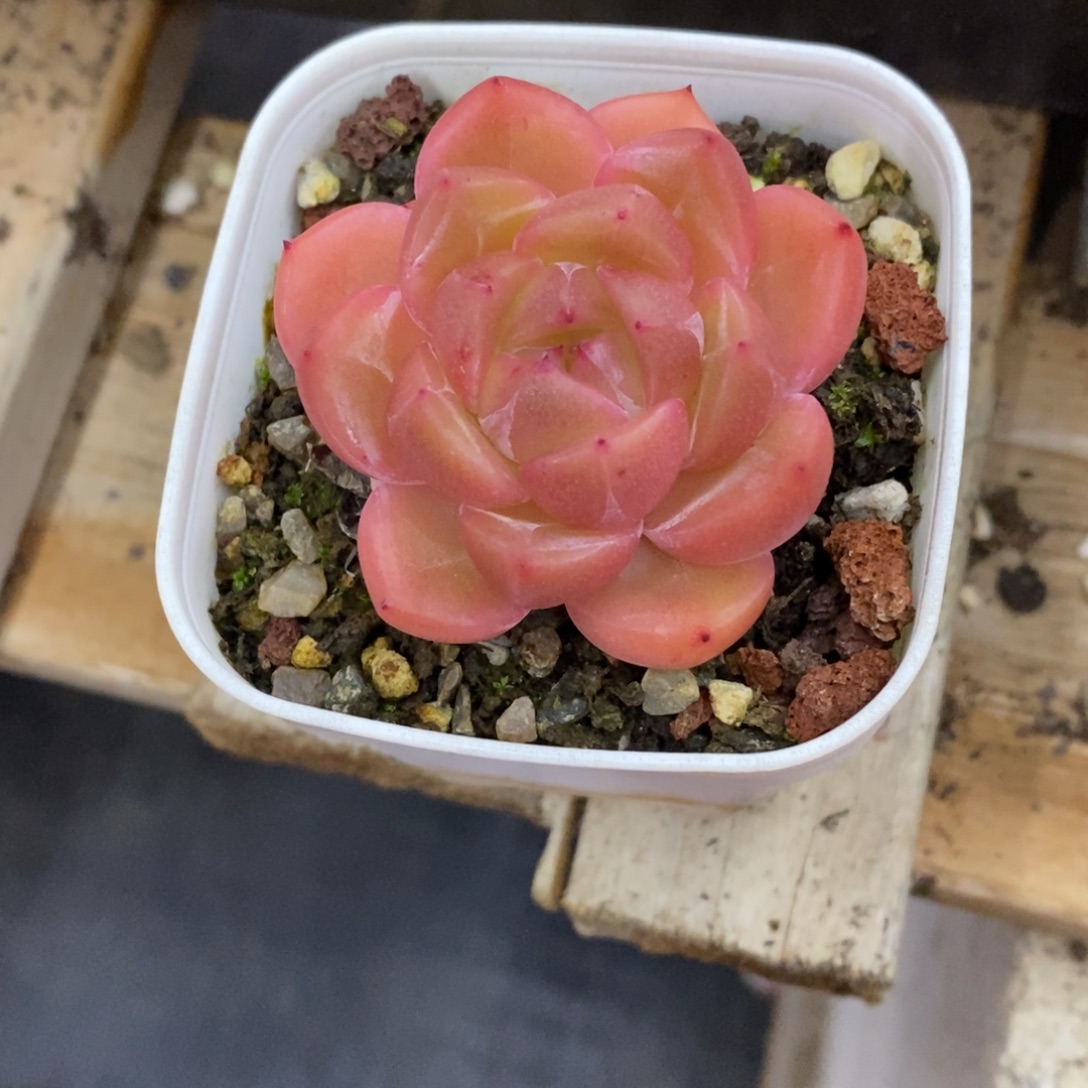 精品多肉一物一拍不包整188