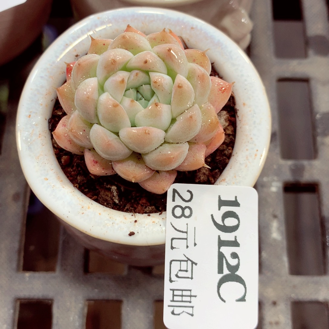 5厘米盆精控多肉1912