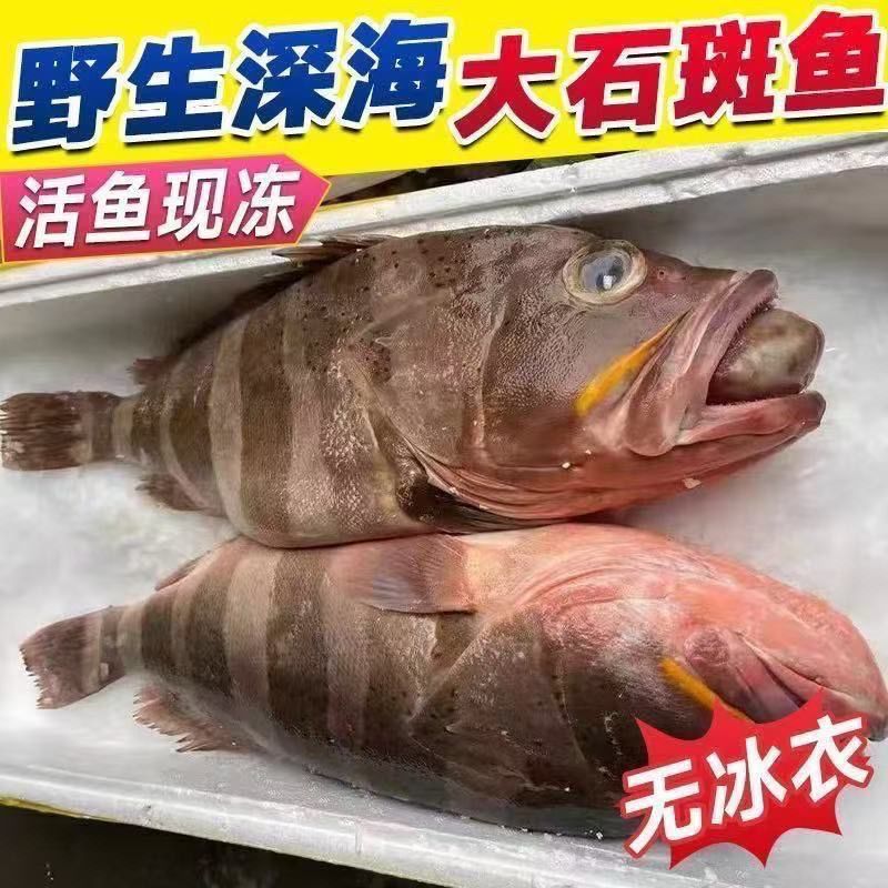 【双11活动】新鲜速冻海捕石斑鱼 无冰净重 Q弹厚实无杂刺