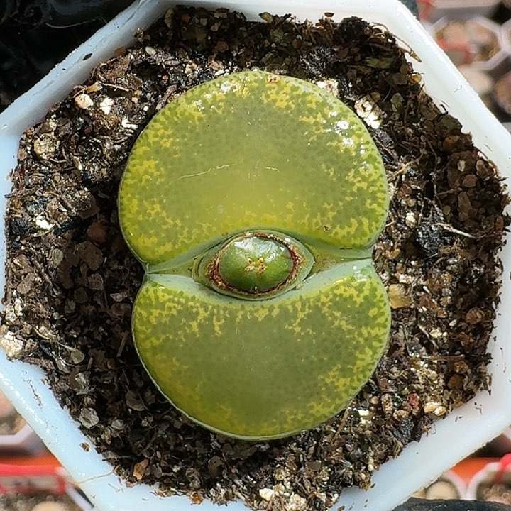 生石花11111111。   177