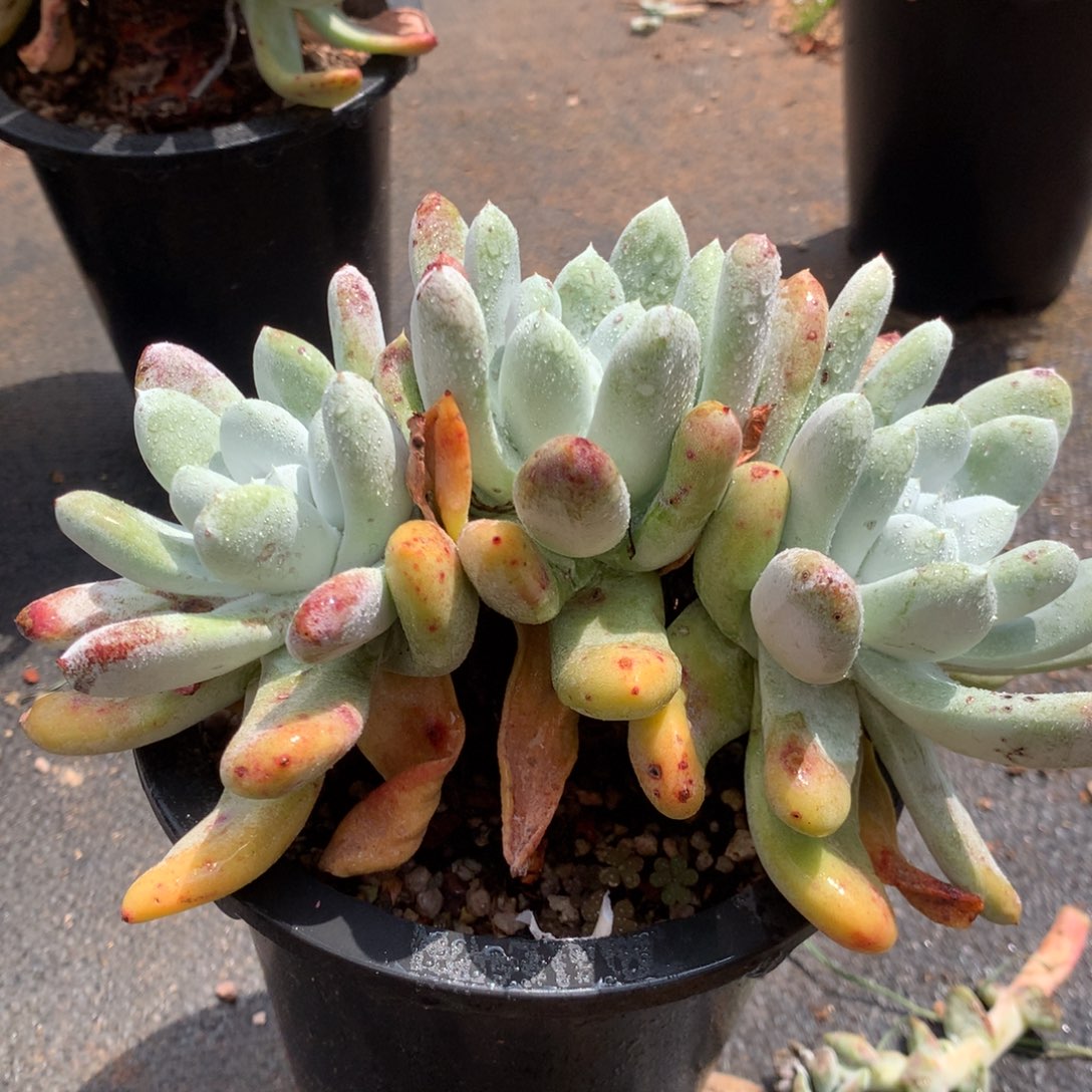 三头高桩拇指，多肉植物