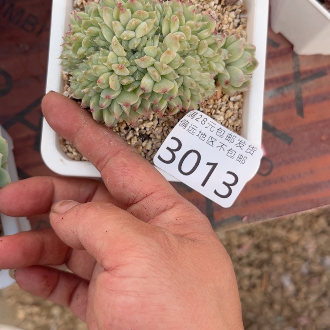 大3013《v k c j n n