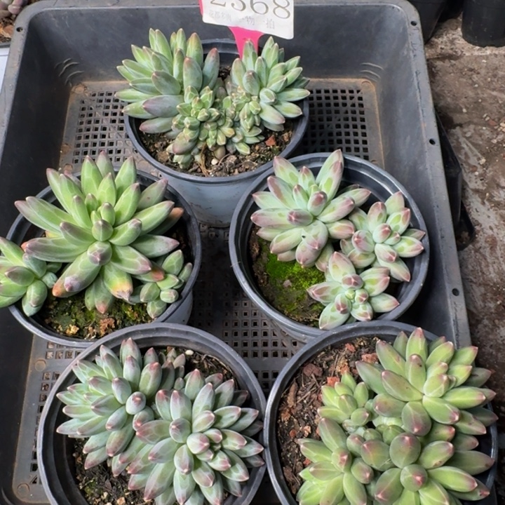 2568多肉植物一物一拍