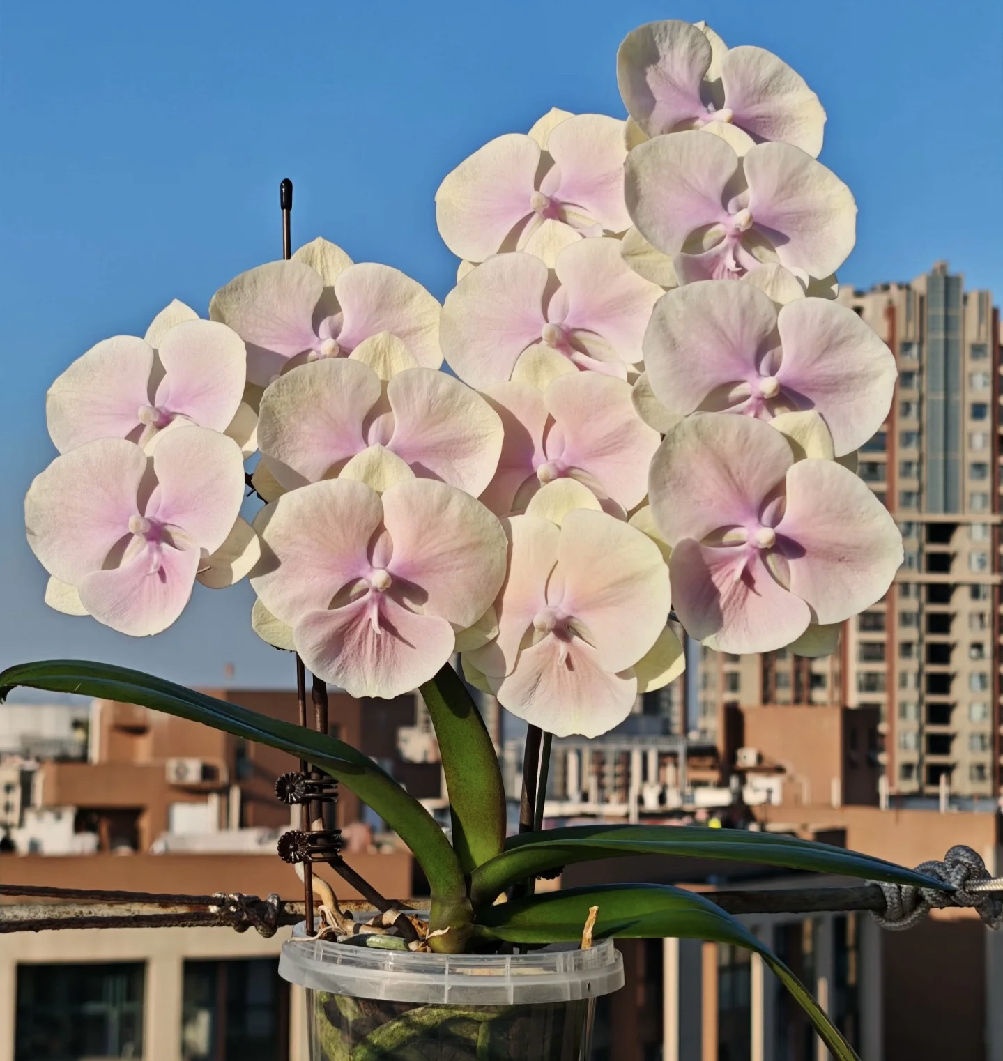 带花剑【黄袍】2.8寸杯苗子发货，稀缺品种