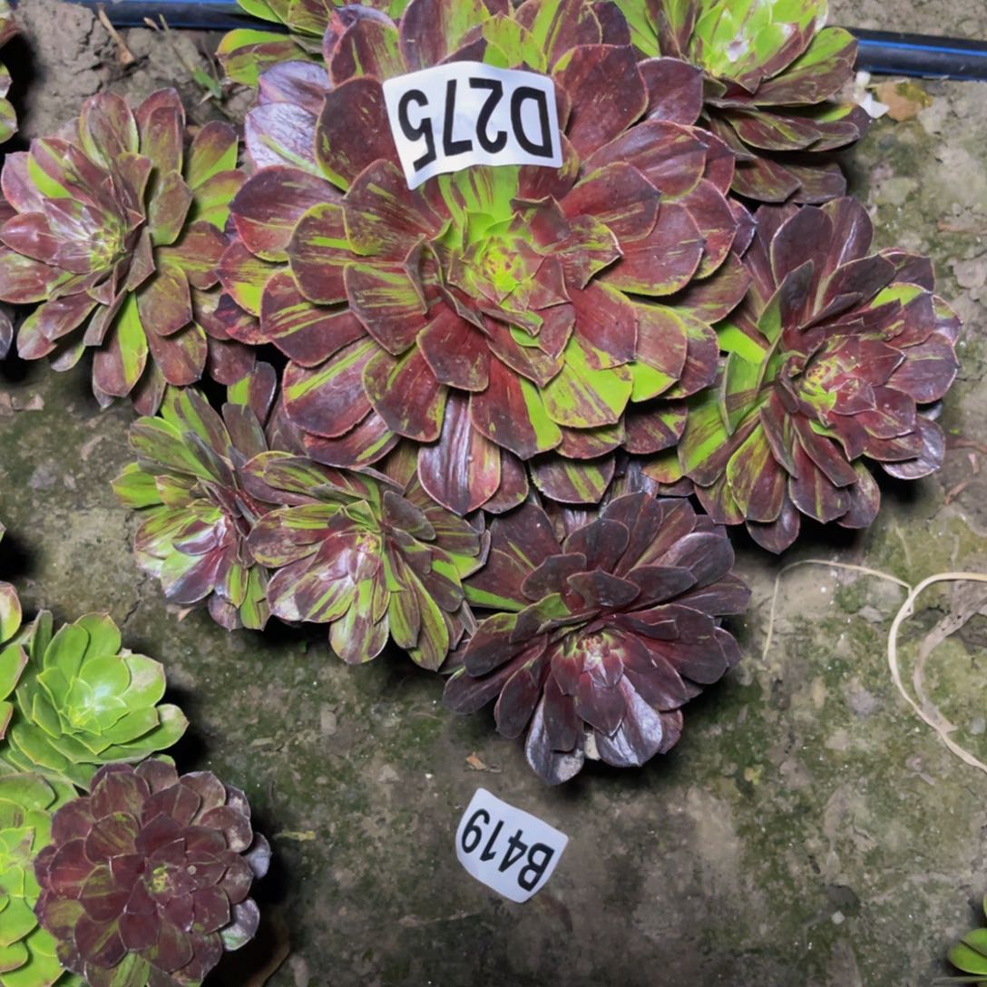 花月夜28///-32包邮