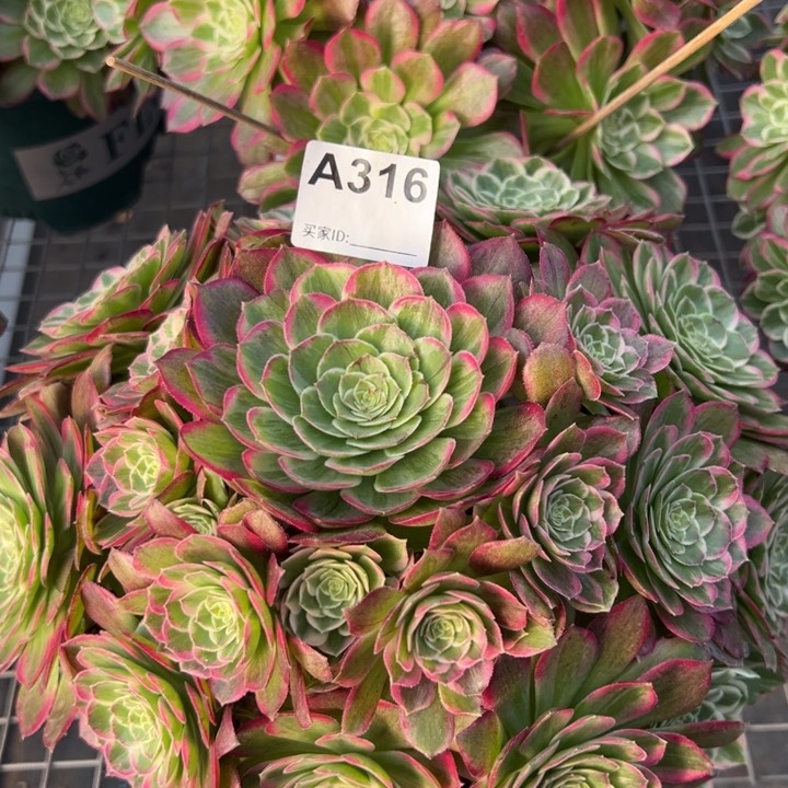 316莲花28厘米左右