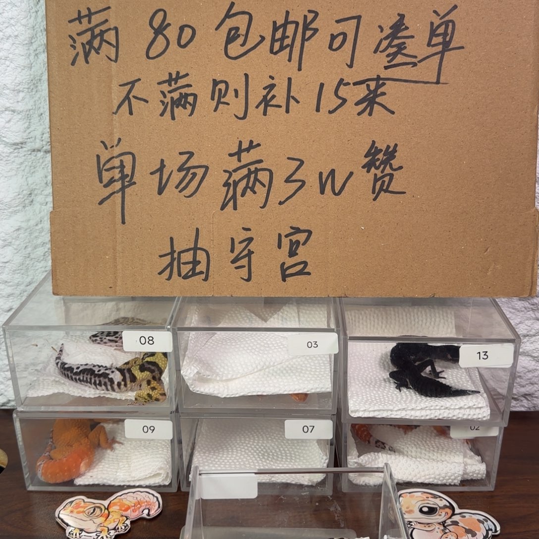 豹纹守宫土匪妹妹