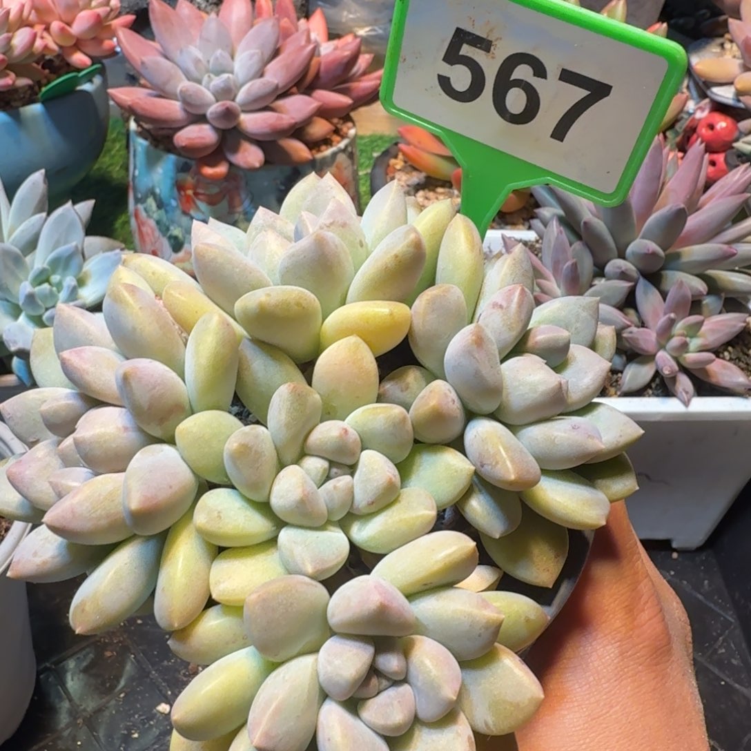 多肉植物奶糖群567