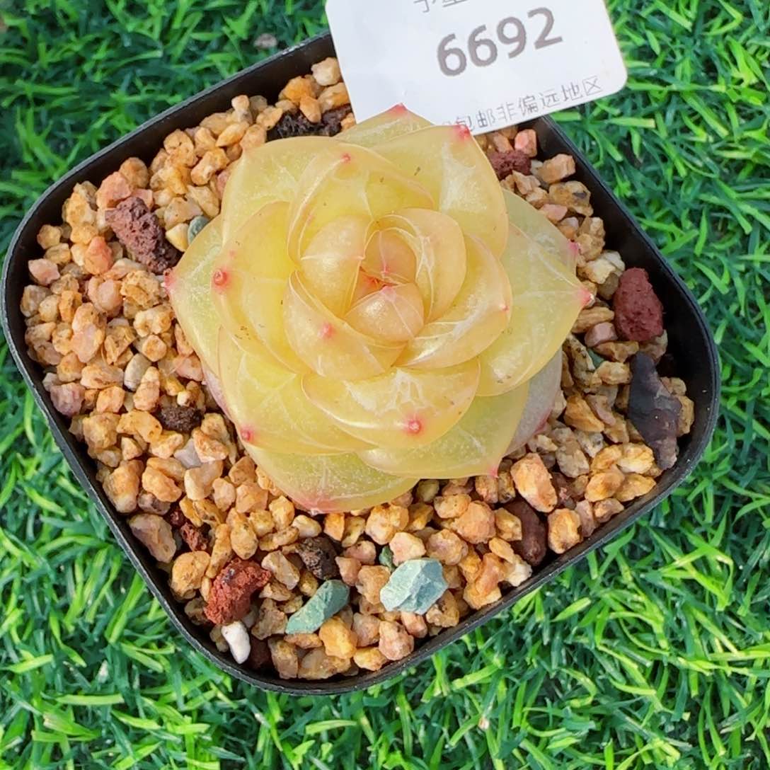 灵泽珍妮，6692多肉