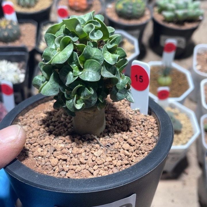 670卡汉羊角沙玫