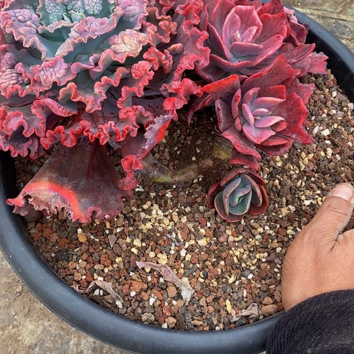 c**b砖石锦多肉植物16-3