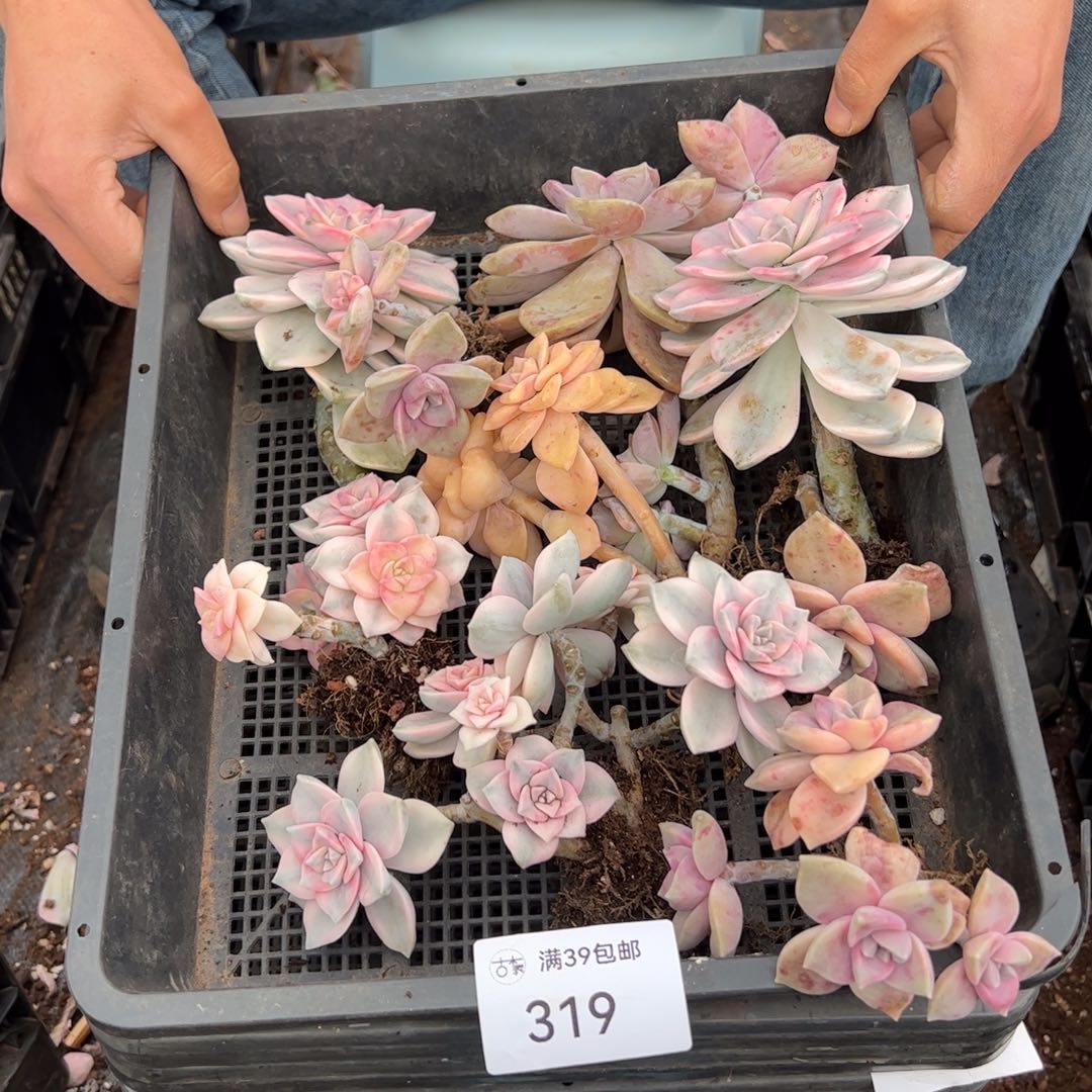 319多肉植物纤维维生素的