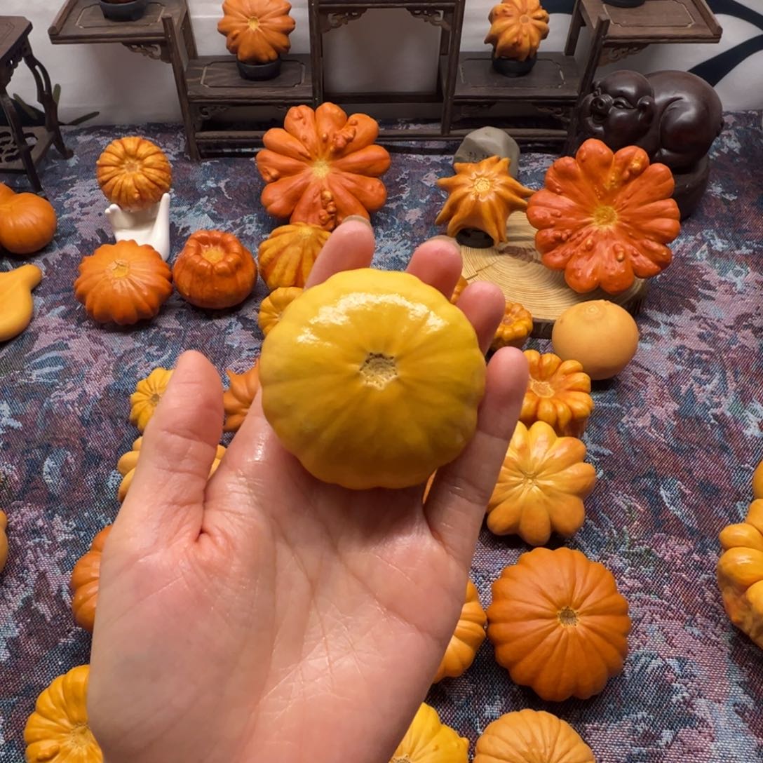 墨西哥葫芦小黄饼