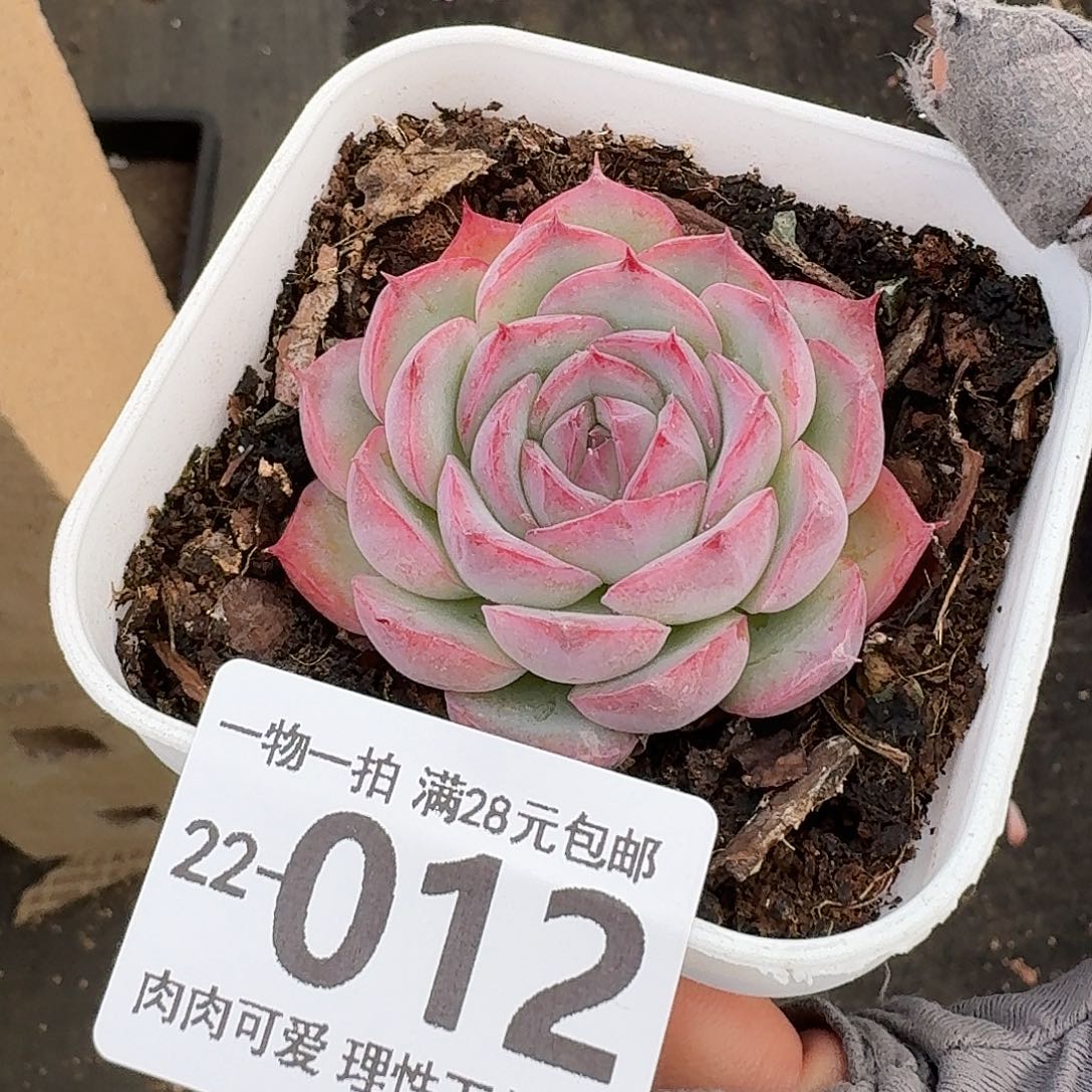 侧影无盆土发货无盆土发货无