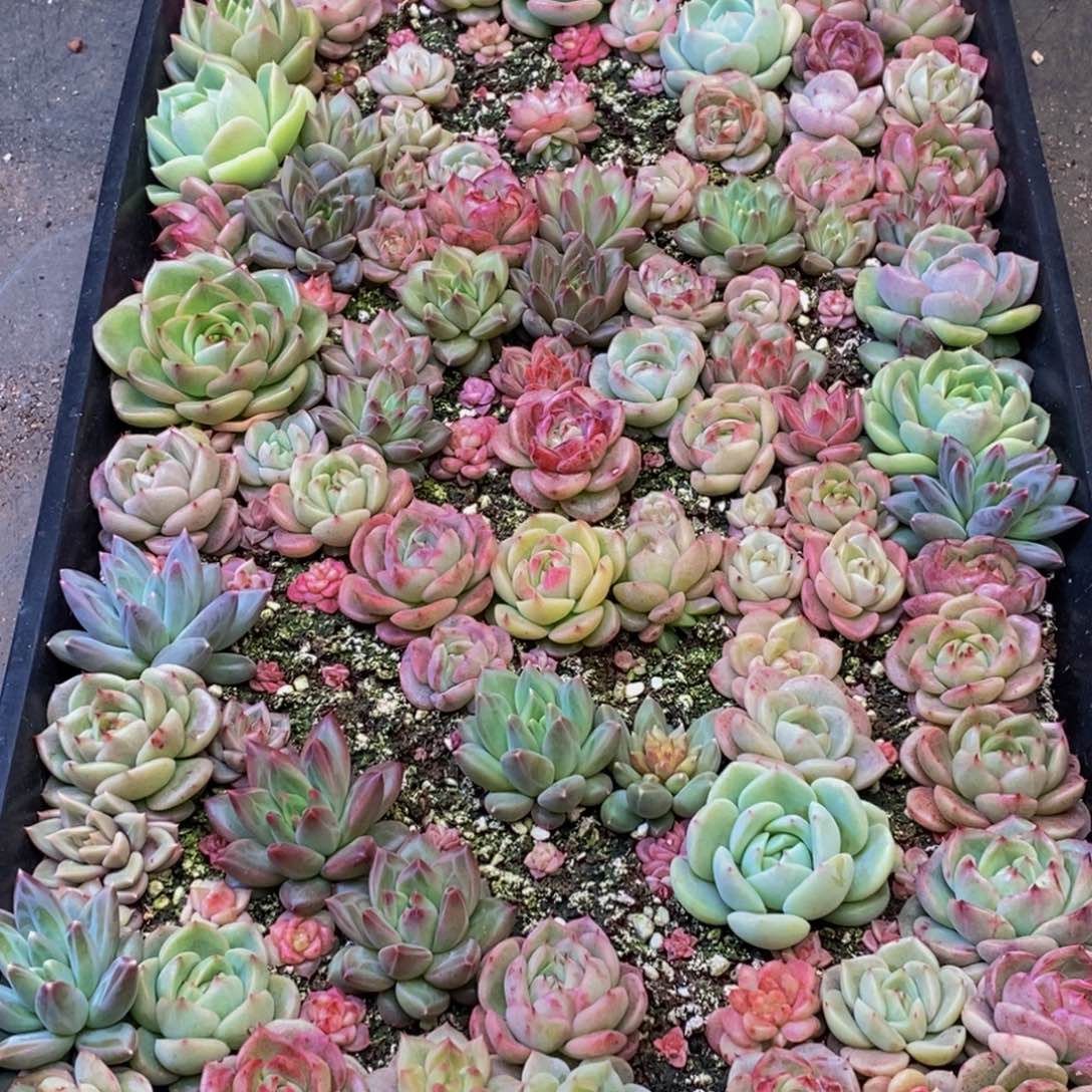 大*菜385多人在一起的时候就