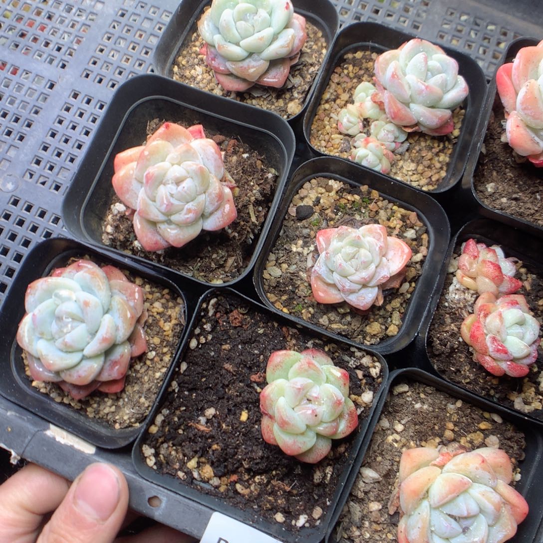 无花朵P104。 yyyyyyyyyy