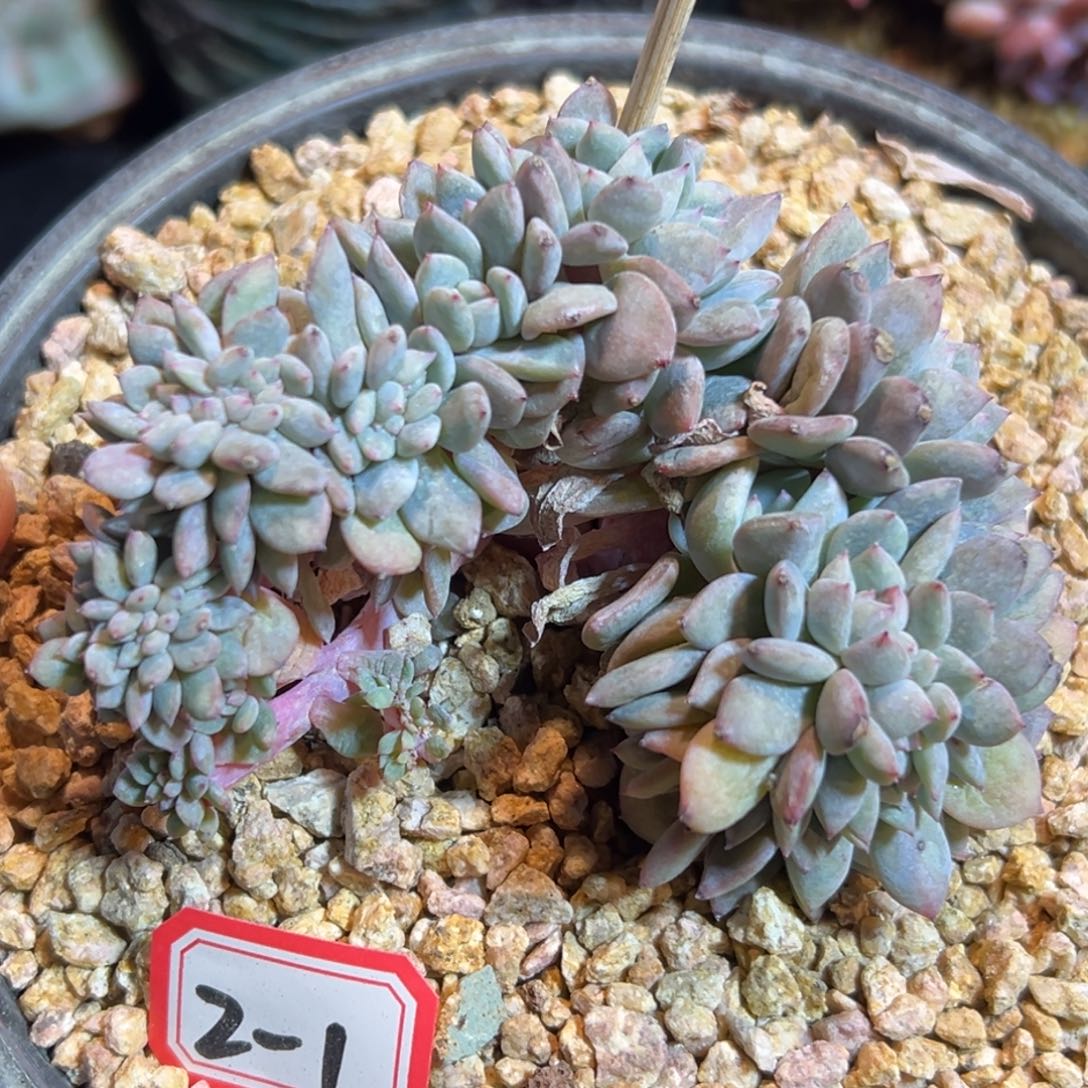 新年快乐 新年快乐