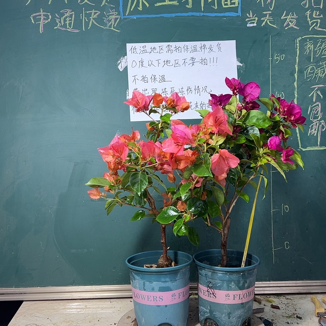 完全开放  暗斑夕阳红 黑玫瑰  952
