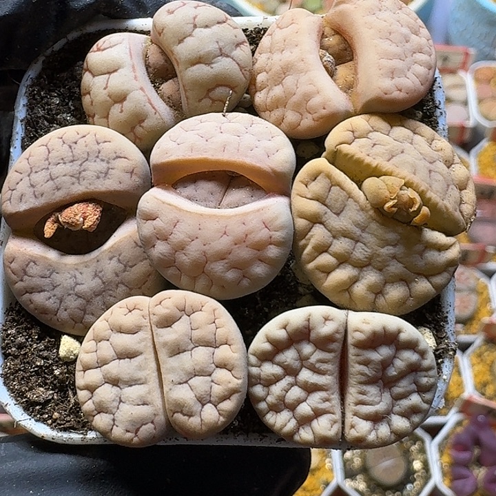 生石花111122。   101