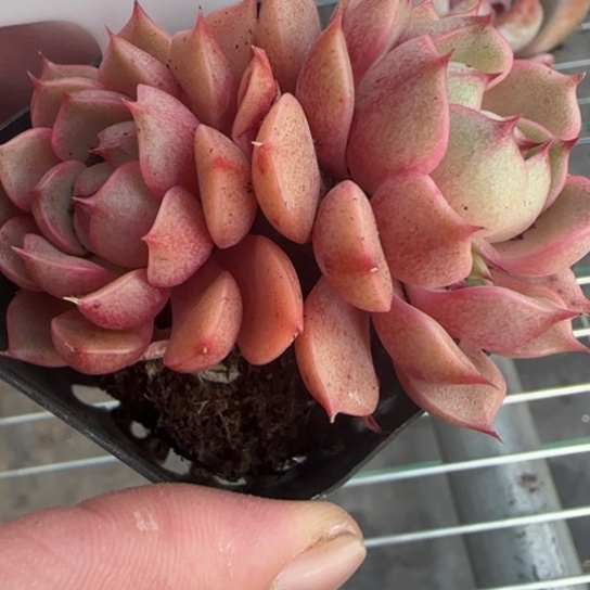 85笨吧一物一拍多肉